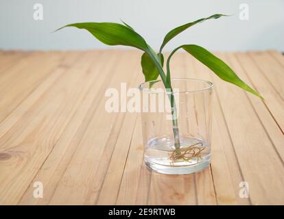 Lucky Bamboo cutting in water - Dracaena sanderiana. How to take care of  lucky bamboo concept Stock Photo - Alamy