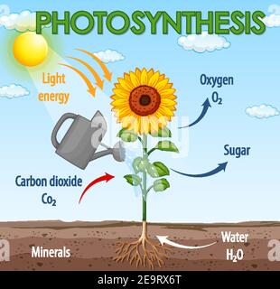 Diagram showing process of photosynthesis illustration Stock Vector ...