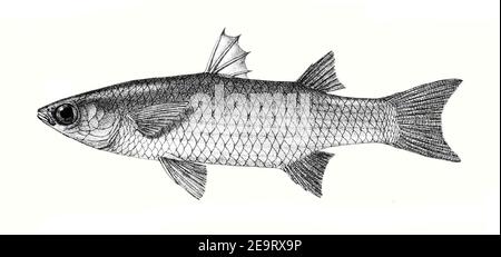 Mugil parsia hi-res stock photography and images - Alamy
