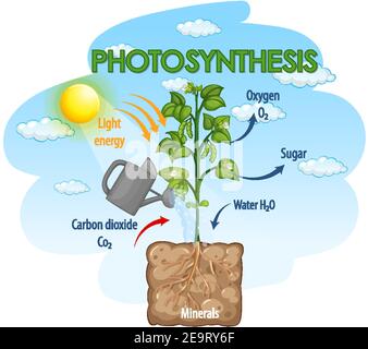 Diagram showing process of photosynthesis illustration Stock Vector ...