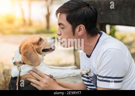 Asian man lovely cute playing kiss with his puppy animal pet , Beagle are friendly dog with human. Stock Photo