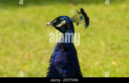 Blue peafowl (Pavo cristatus) profile of a male blue peafowl with grass in the background Stock Photo