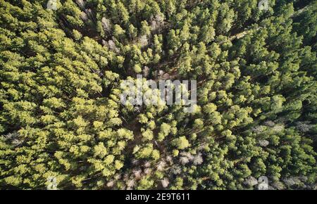 Pattern of green forest trees above top drone view Stock Photo