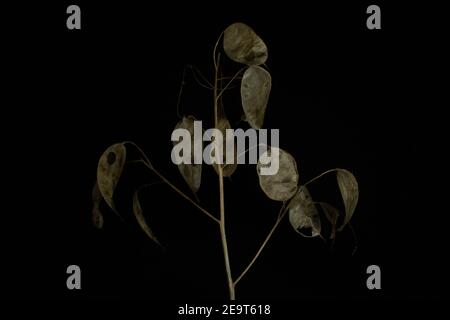 branch of annual honesty seed heads isolated with white light on a black background Stock Photo