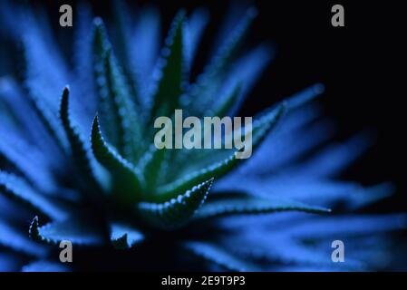 Abstract photo of haworthia succulent plant in blue on black background Stock Photo