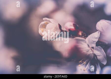 Cherry blossom macro. pastel toned Stock Photo