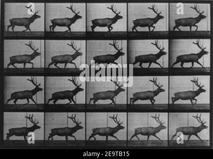 Muybridge elk running. Stock Photo