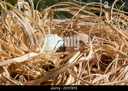 Organic Easter concept: Close up on two natural colored eggs lying on straw. Sun light reflecting on shell surface. Brown and greenish chicken egg Stock Photo
