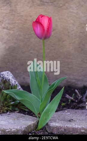 Single pink tulip growing in the garden Stock Photo