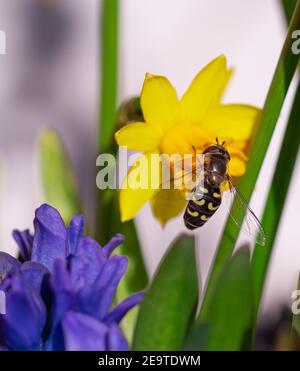 hoverfly (syrphidae) on a group of daffodil (narcissus) blossoms on sunny spring day with blurred bokeh background Stock Photo