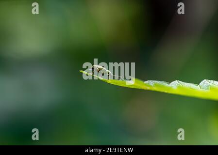 Bug sitting on a green leaf in a Bavarian forest/tree,  Germany (Macro Shot) Stock Photo