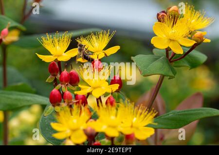 Macro of a honey bee (apis mellifera) on a shrubby St. John's Wort (hypericum androsaemum) with blurred bokeh background; pesticide free environmental Stock Photo