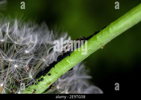 Ants/Ant melking some aphids on a green  plant/flower in a german forest - macro shot
