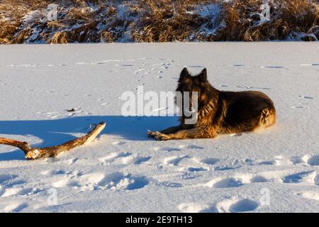 German shepherd dog lies in the snow next to a wooden stick. Stock Photo