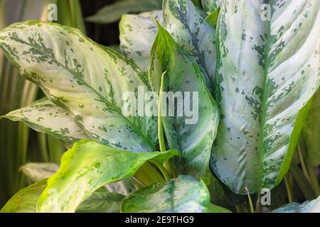 Dieffenbachia, Dumb Cane, Leopard Lily leaves texture and background. Taking care of home exotic plants. High quality photo Stock Photo