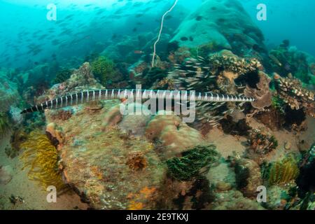 Annulated sea snake, Hydrophis cyanocinctus, is also known as the blue-banded sea snake and is a species of venomous sea snake in the family Elapidae, Stock Photo