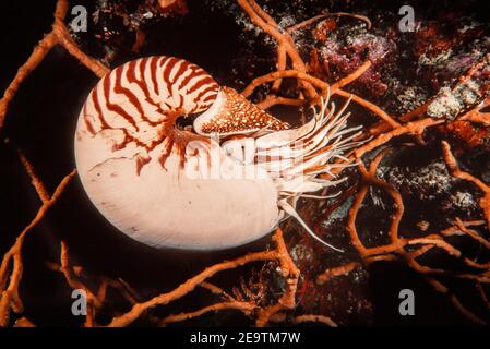The Palau chambered nautilus, Nautilus belauensis, is mainly found in the Western Carolines as its name suggests. These nautilus are highly mobile sca