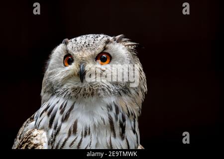 Animal portrait of a wild Siberian eagle owl (Bubo  Bubo sibiricus), with bright orange eyes (isolated on  black background), sitting in a tree Stock Photo