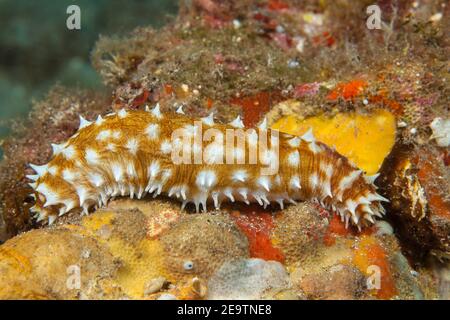 The tigertail sea cucumber, Holothuria hilla, is also referred to as the light-spotted sea cucumber and the sausage sea cucumber, Hawaii. Stock Photo