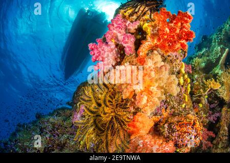 Alconarian coral and feather stars dominate this Fijian reef scene with schooling anthias further down the reef. On the surface a dive boat waits to p Stock Photo