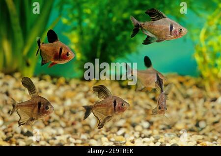 The black phantom tetra (Hyphessobrycon megalopterus), or simply phantom tetra, is a small freshwater fish of the characin family (Characidae) of orde Stock Photo