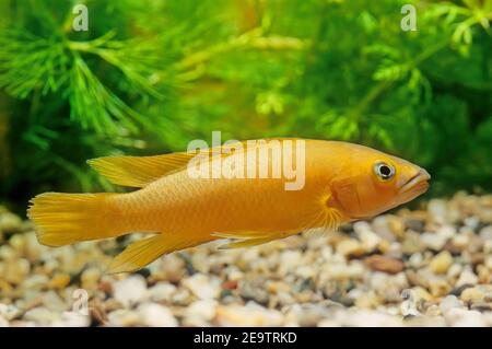 Neolamprologus leleupi (lemon cichlid) is a species of cichlid endemic to Lake Tanganyika where it occurs throughout the lake. Stock Photo