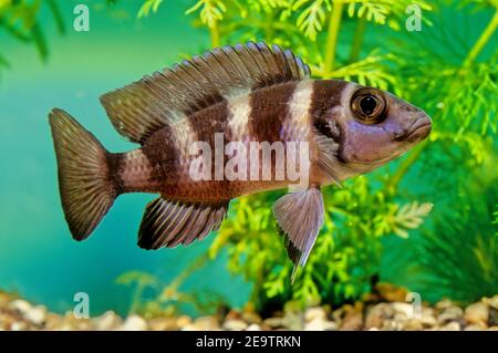 Neolamprologus tretocephalus is a species of cichlid endemic to Lake Tanganyika where it is found in sandy areas in the northern half of the lake. It Stock Photo