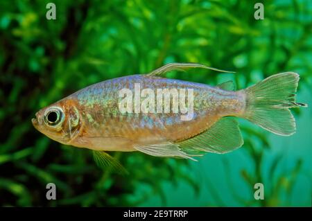 The Congo tetra (Phenacogrammus interruptus) is a species of fish in the African tetra family, found in the central Congo River Basin in Africa. Stock Photo