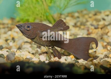 The sailfin molly (Poecilia latipinna) is a species of fish of the genus Poecilia. They inhabit fresh, brackish, salt, and coastal waters from North C Stock Photo