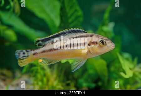 Melanochromis auratus, the auratus cichlid, is a freshwater fish of the cichlid family. Stock Photo