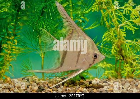 Pterophyllum altum, also referred to as the altum angelfish, deep angelfish, or Orinoco angelfish Stock Photo