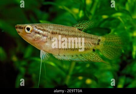 The croaking gourami (Trichopsis vittata) is a species of small freshwater labyrinth fish of the gourami family. Stock Photo