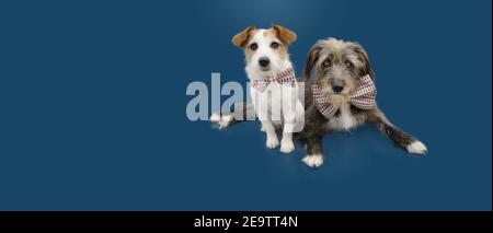 Two dogs celebrating birthday or carnival wearing a checkered bow tie. Isolated on blue background. Stock Photo