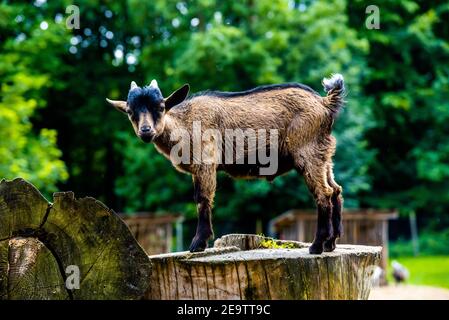 A young baby goat stands on a tree stump and  enjoys the view Stock Photo