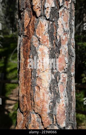 Close-up view of bark of mountan pine Pinus mugo, seen in South Tyrolean Dolomites, Italy Stock Photo