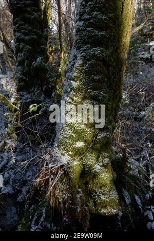 Moss Covered Tree Trunk in Winter Stock Photo
