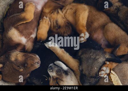 Puppy dogs sleeping on the street. Detail of sleeping dogs on street sidewalk. Stock Photo