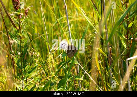 Ringlet Butterfly (Aphantopus hyperantus) is sitting  on a blooming flower in a green meadow in a  Bavarian nature reserve near the Alps - “Bärnsee Stock Photo