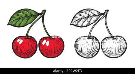 Sketch of cherry. Fruit vector isolated on white background Stock Vector