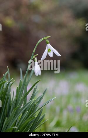 Close up of Galanthus 'S. Arnott' snowdrop flowering in February in an English spring garden UK Stock Photo