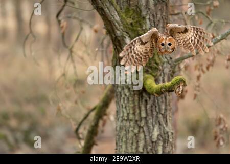 Tawny owl in the flight ahead to the camera with tree trunk in the background. Stock Photo