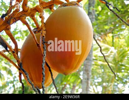 Yellow coconuts on a coconut tree Stock Photo