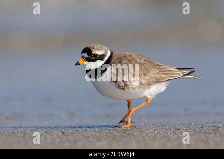 Great Ringed Plover / Common Ringed Plover ( Charadrius hiaticula ) tripping along the driftline, wildlife, Europe. Stock Photo