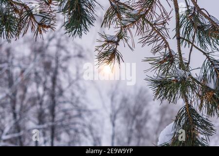 Spruce branches against the background of a cloudy sky through which sunlight breaks through Stock Photo