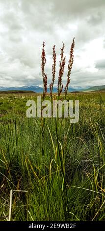 Vertical closeup shot of Rumex confertus plants growing in the meadow on a gloomy day Stock Photo