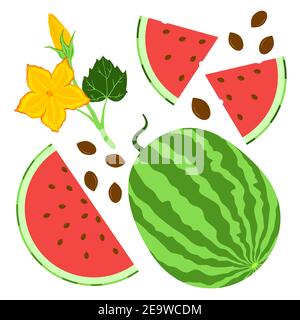 Bright watermelon elements set Stock Vector