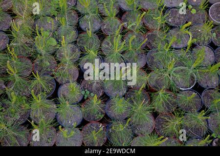 A nursery for trees. Christmas tree made of cones. Little Christmas trees shop. Grow a coniferous tree. Pine, Konik Christmas tree Stock Photo