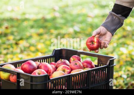 Hand placed harvested apple into crate. Farmer is picking ripe apples in orchard. Autumn harvest Stock Photo