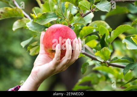 Woman picking ripe apple. Female hand harvesting red apples from fruit tree Stock Photo