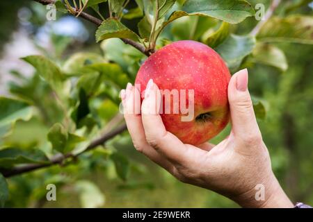 Hand picking red apple. Woman harvesting ripe fruit. Homegrown produce of organic food in orchard Stock Photo